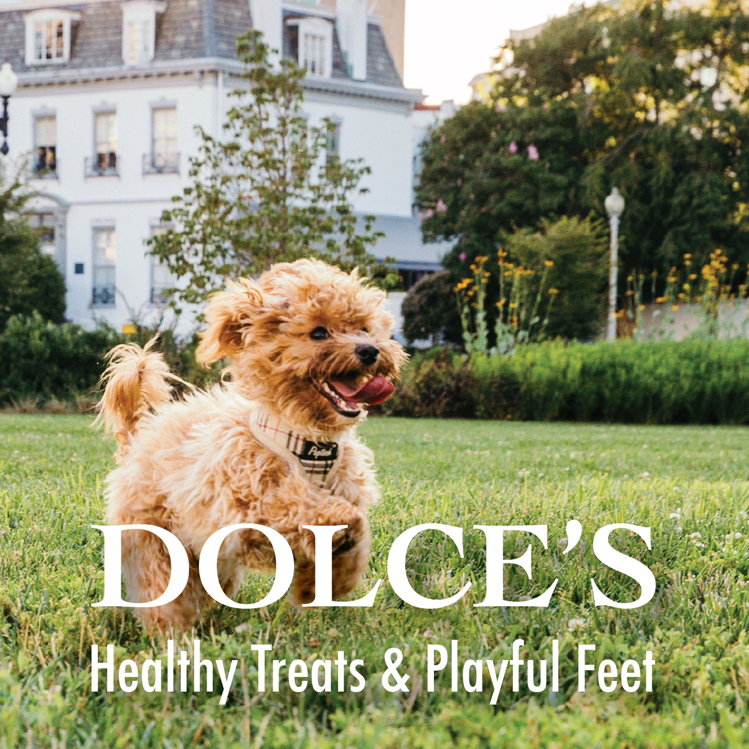 Dolce’s Branding